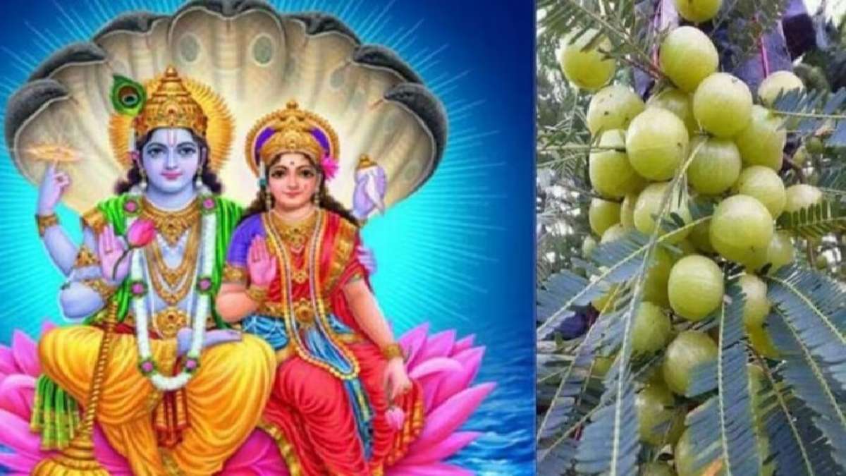 Amla Navami 2023: When is Amla Navami, Ravi Yoga is being formed on this day, know the time and importance of worship... - Lalluram 
