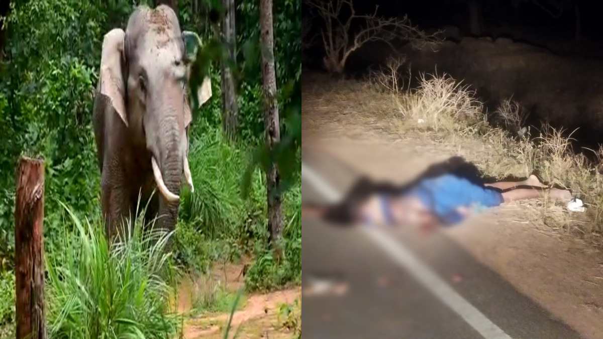 जशपुर में नहीं थम रहा जंगली हाथियों का आतंक, मुख्य सड़क पर राहगीर महिला को उतारा मौत के घाट, दिव्यांग सहित दो लोग बाल-बाल बचे